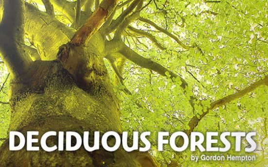 Boom Library Deciduous Forests – 自然界落叶林野生动物和天气环境音效包