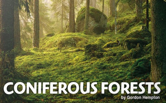 Boom Library Coniferous Forests – 自然界针叶林野生动物和天气环境音效包