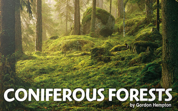 Boom Library Coniferous Forests – 自然界针叶林野生动物和天气环境音效包