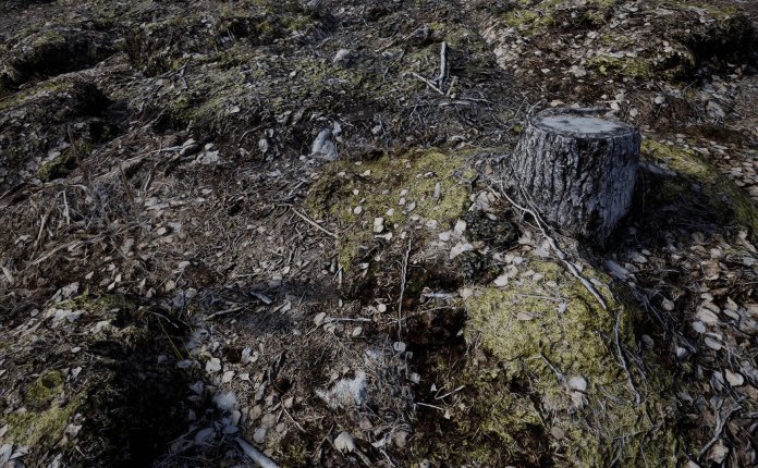 Dave Berg Forest Floor – 高质量森林地面场景模型UE4资产包