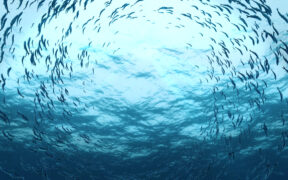 FootageCrate Animals and Creatures – 100多个恐龙鲨鱼鸟虫兽海洋动物动画特效视频素材