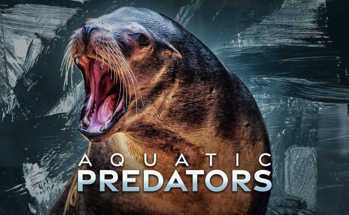 Boom Library Aquatic Predators 水生食肉动物海狮、海豹、海象和海豚音效包