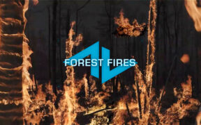 【5K】31个真实的森林大火植物燃烧场景视频素材